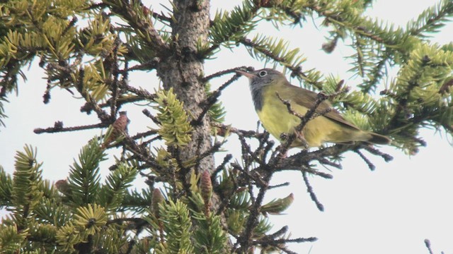 Connecticut Warbler - ML459767821