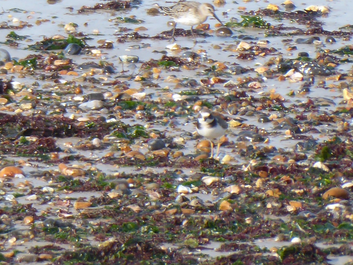 Common Ringed Plover - ML459767871