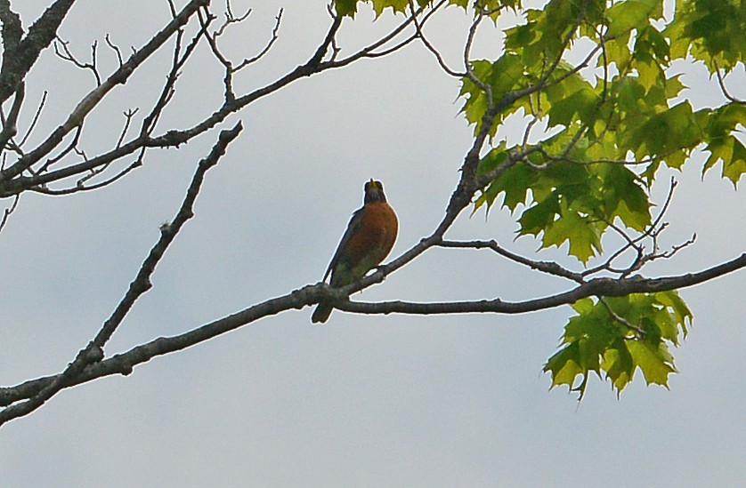 American Robin - Bill Telfair