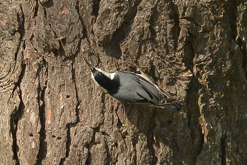 White-breasted Nuthatch - ML459769091