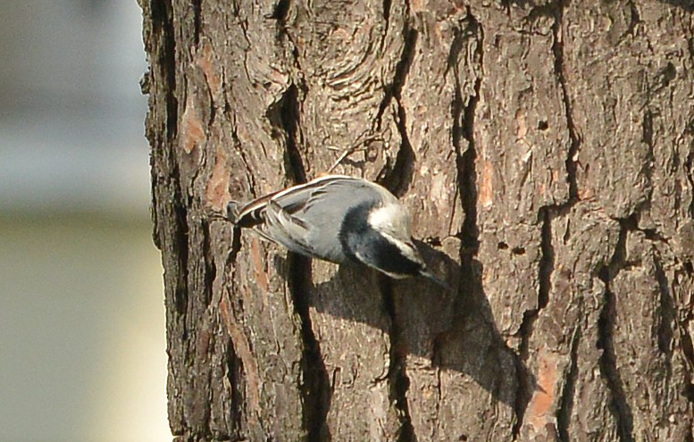 White-breasted Nuthatch - ML459769101