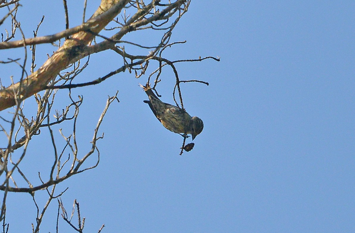 Red Crossbill - ML459769141