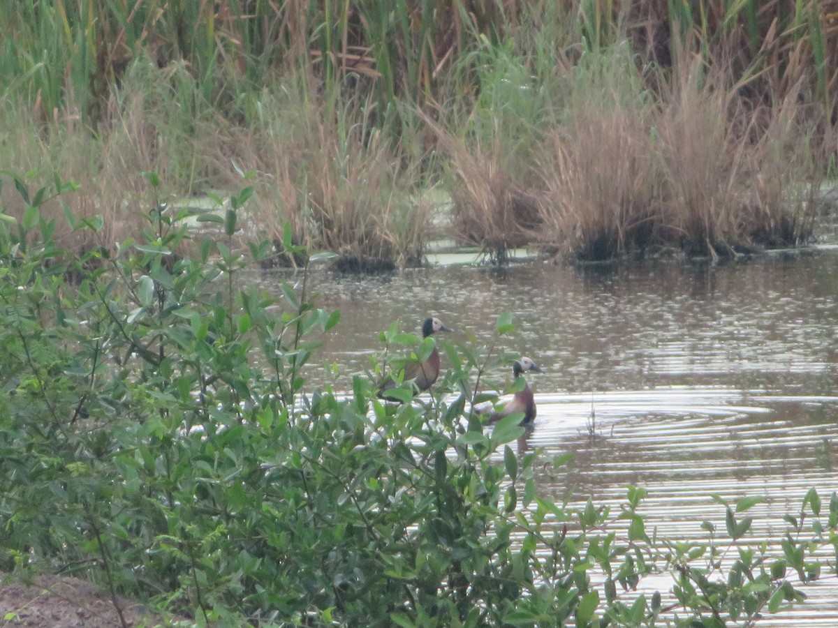 White-faced Whistling-Duck - ML459772271