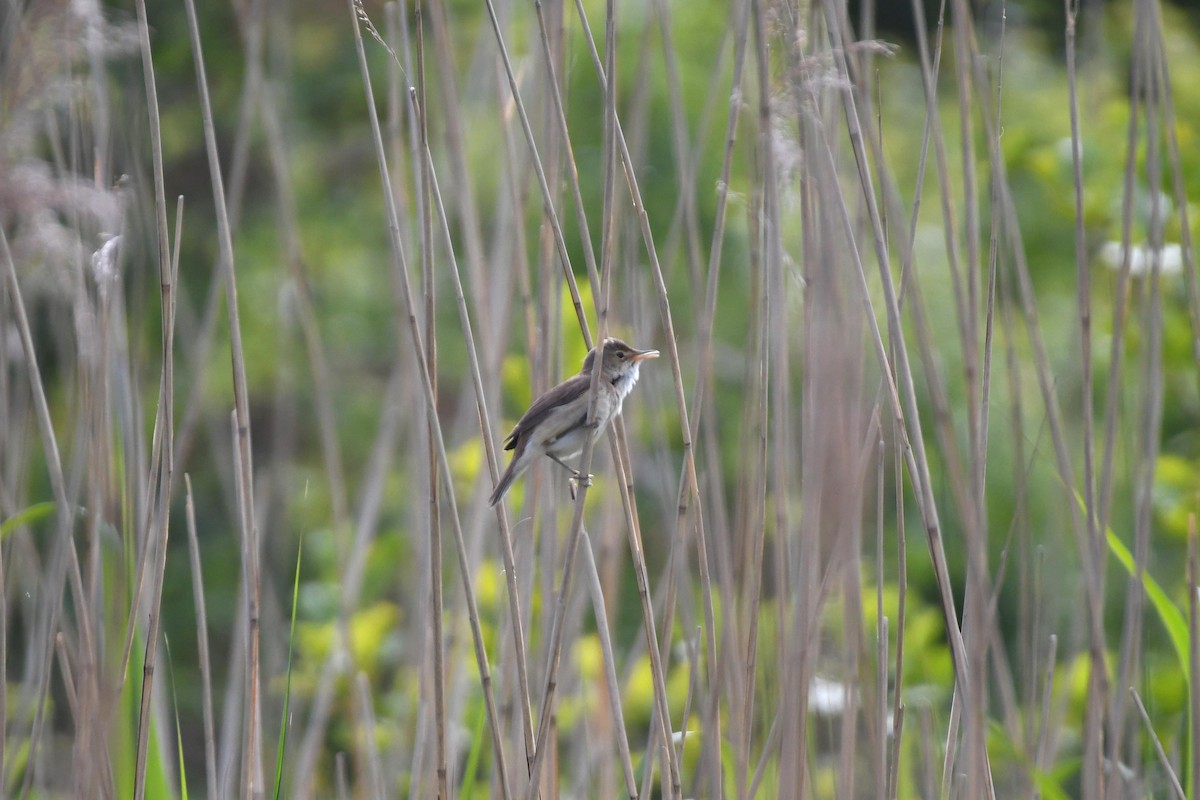 Common Reed Warbler - ML459773571