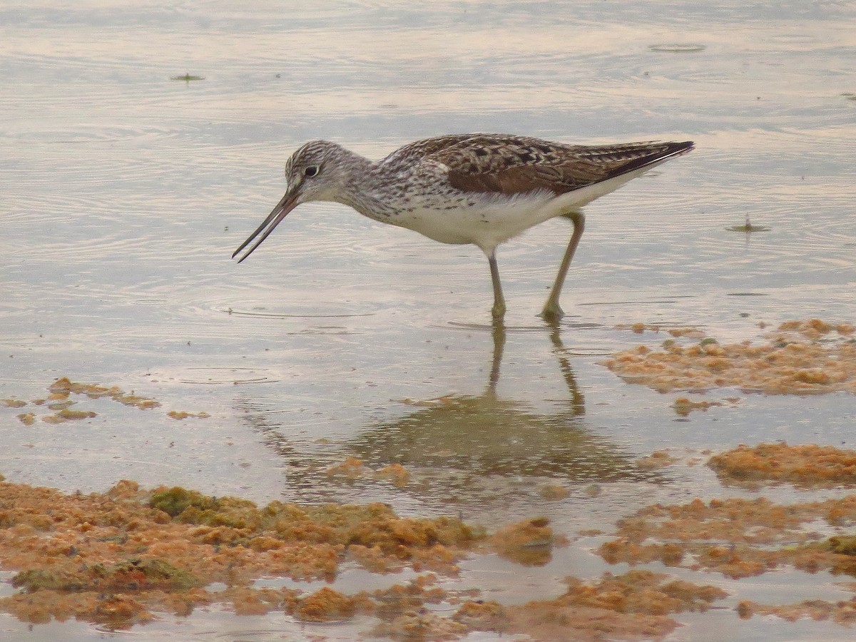 Common Greenshank - ML459773671