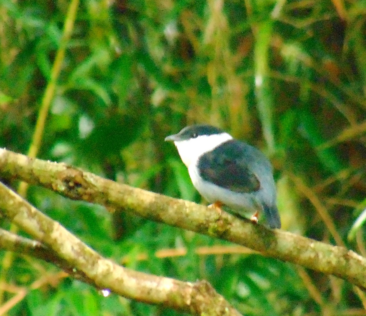 White-bearded Manakin - ML459774631