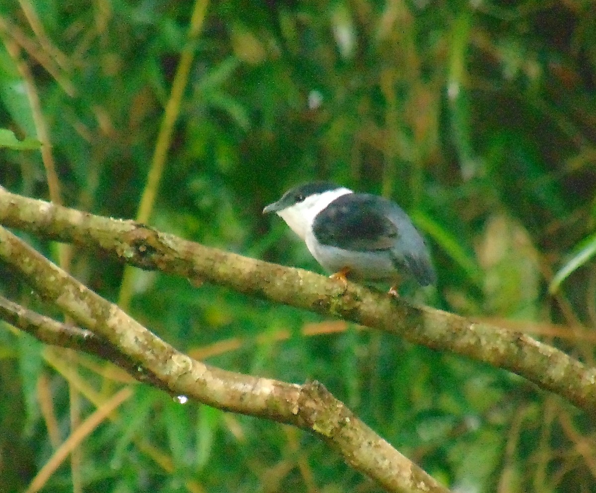 White-bearded Manakin - ML459774691