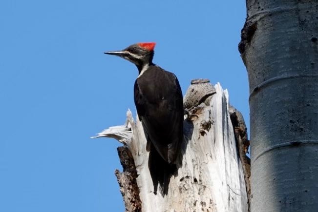 Pileated Woodpecker - ML459774831