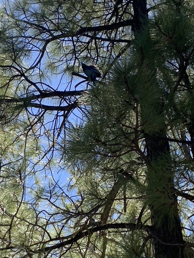 Steller's Jay - ML459777391