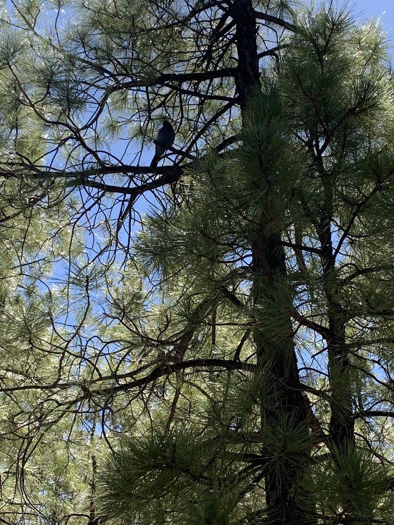 Steller's Jay - ML459777411