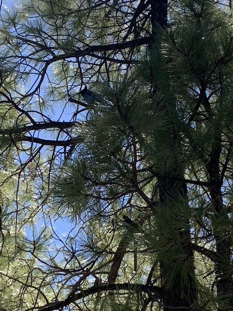 Steller's Jay - ML459777421