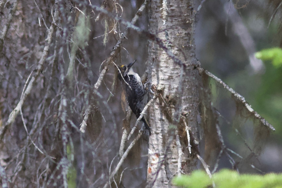 American Three-toed Woodpecker - ML459777511