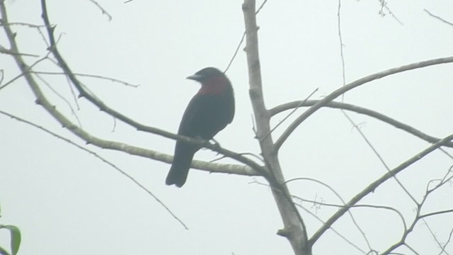 Purple-throated Fruitcrow - ML459778961