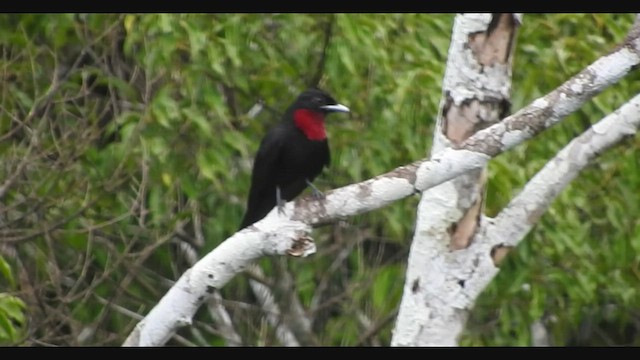 Purple-throated Fruitcrow - ML459779351