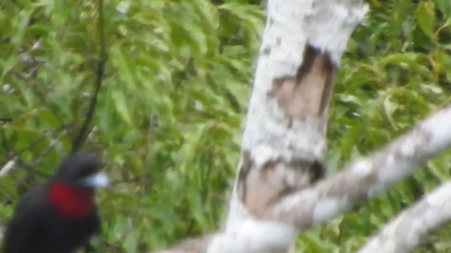 Cotinga Quérula - ML459779371