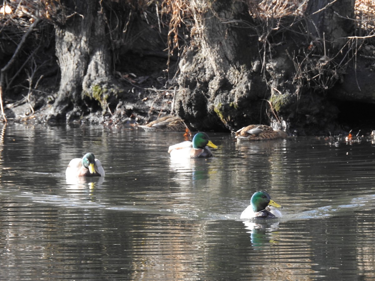 Canard colvert - ML45977951