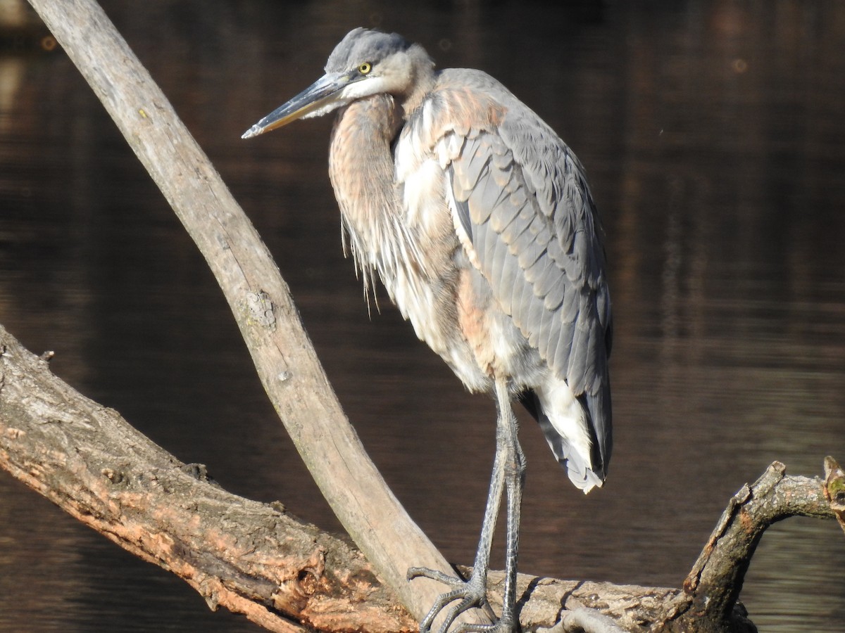 Great Blue Heron - ML45978091