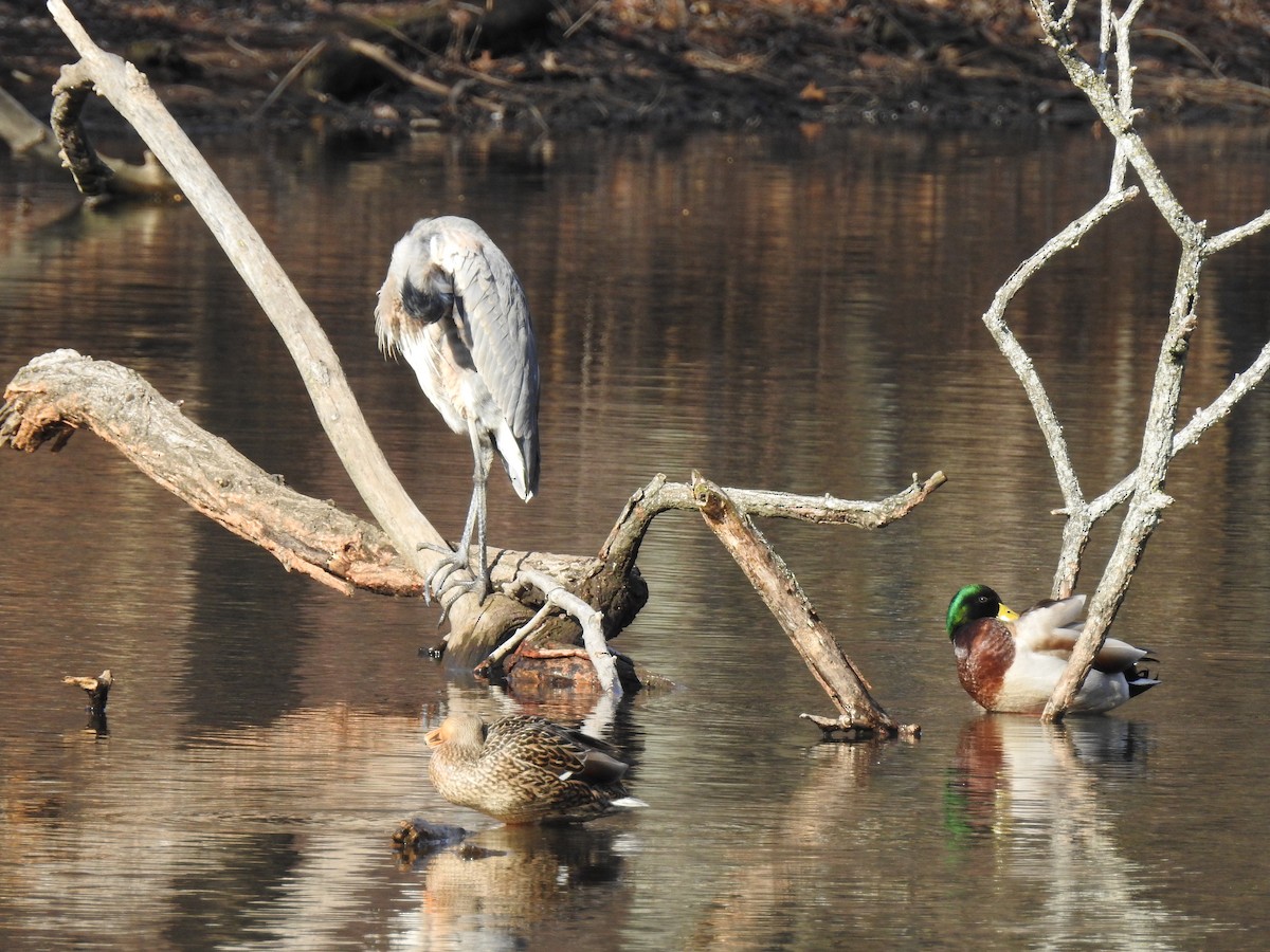 Great Blue Heron - ML45978101