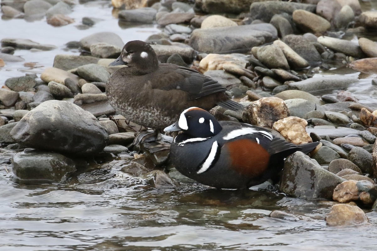 Harlequin Duck - ML459781251