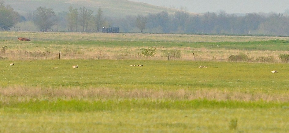 Sharp-tailed Grouse - ML459782361