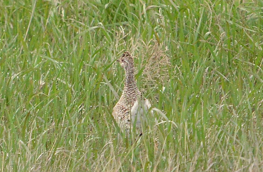 Sharp-tailed Grouse - ML459782371