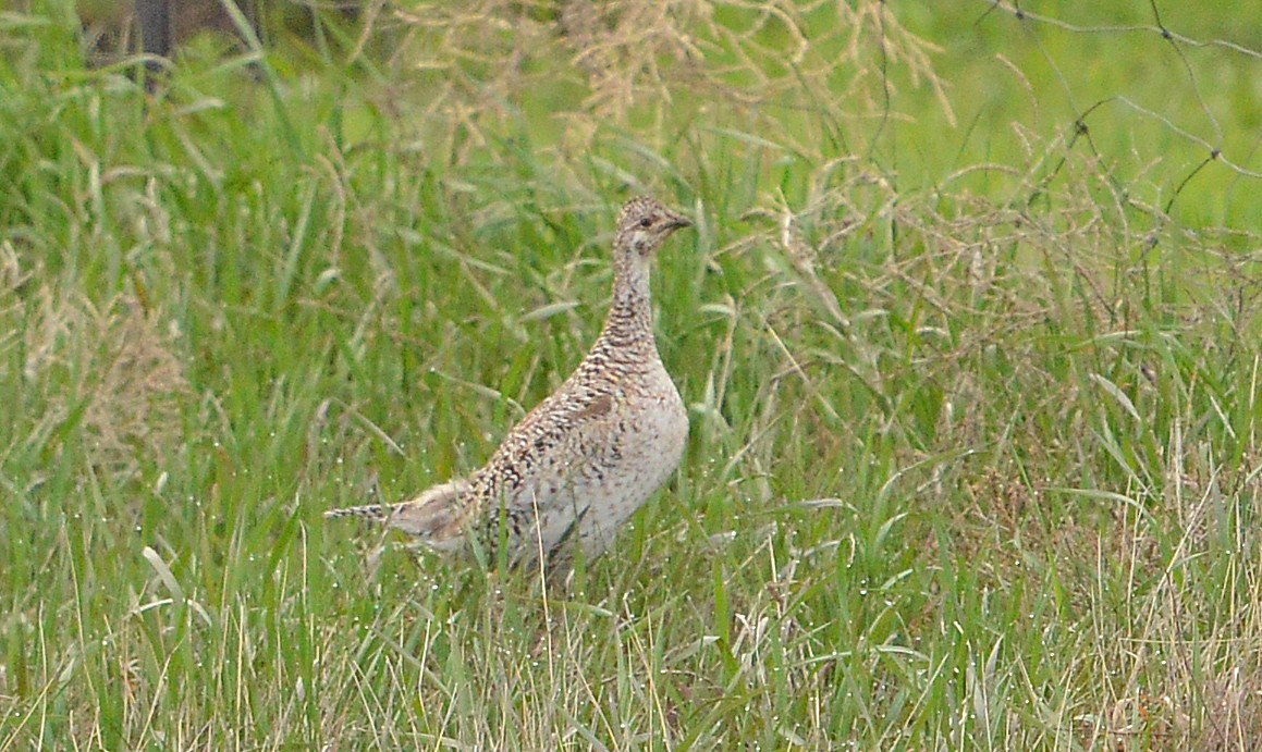 Gallo de las Praderas Rabudo - ML459782381