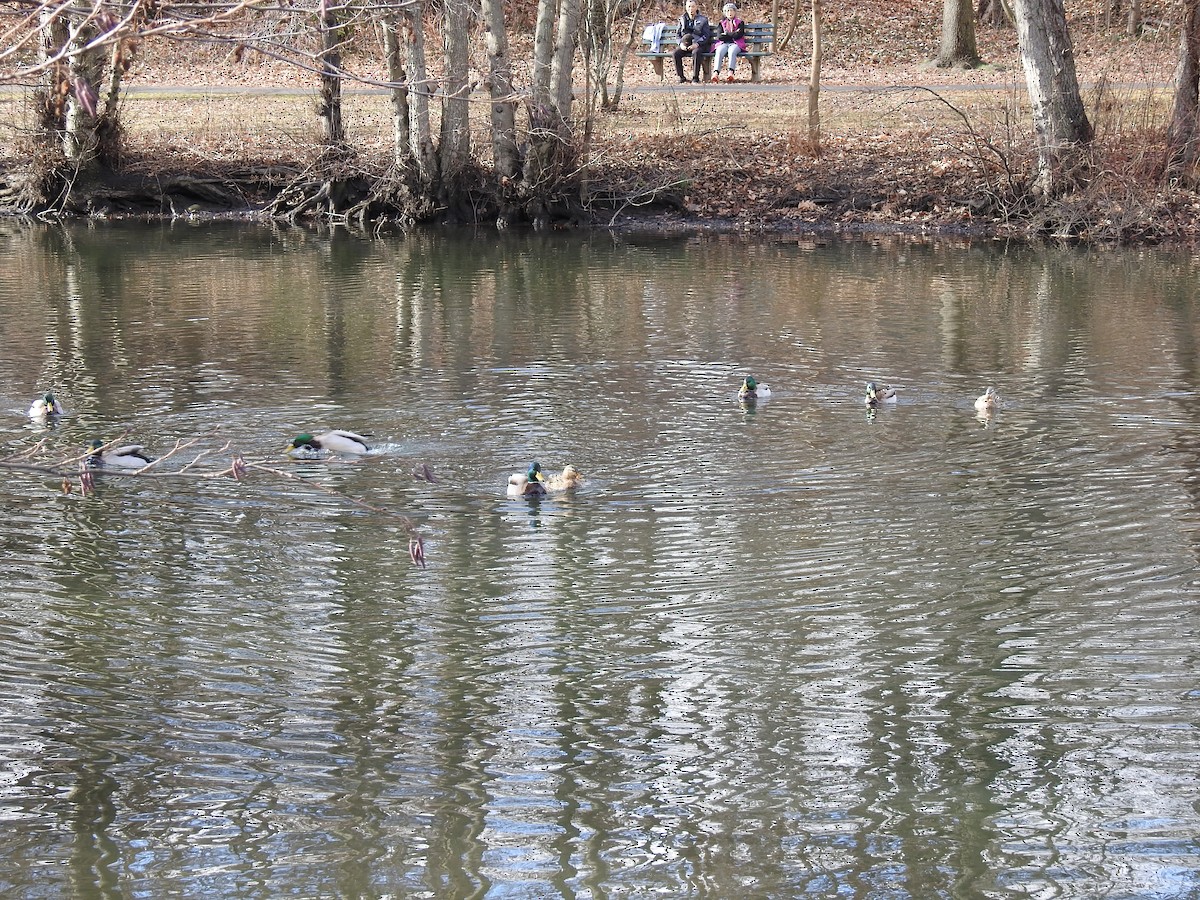 Canard colvert - ML45978411