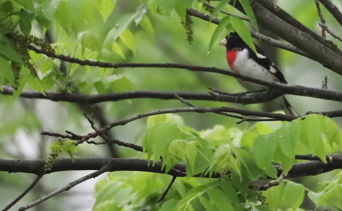 Rose-breasted Grosbeak - Rob Bielawski