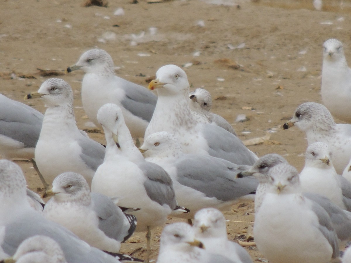 Herring Gull - ML45978861