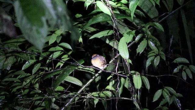 Tawny-faced Quail - ML459788651