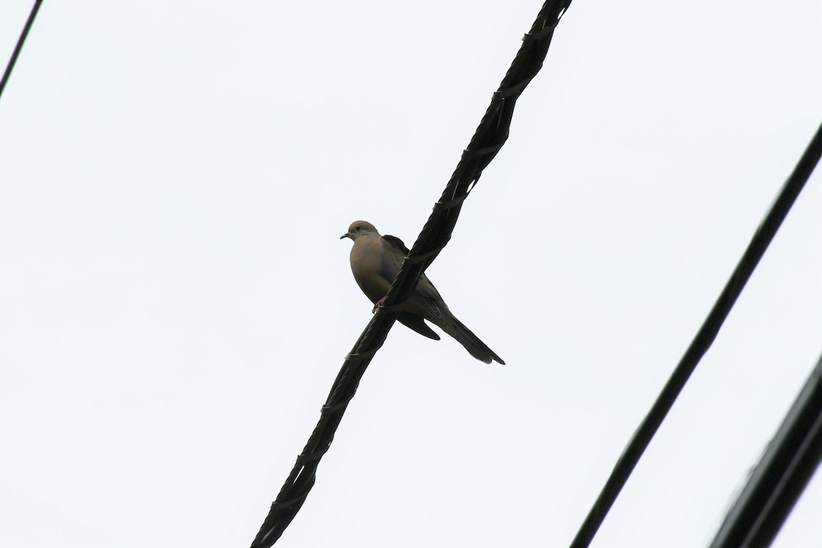 Mourning Dove - ML459788741