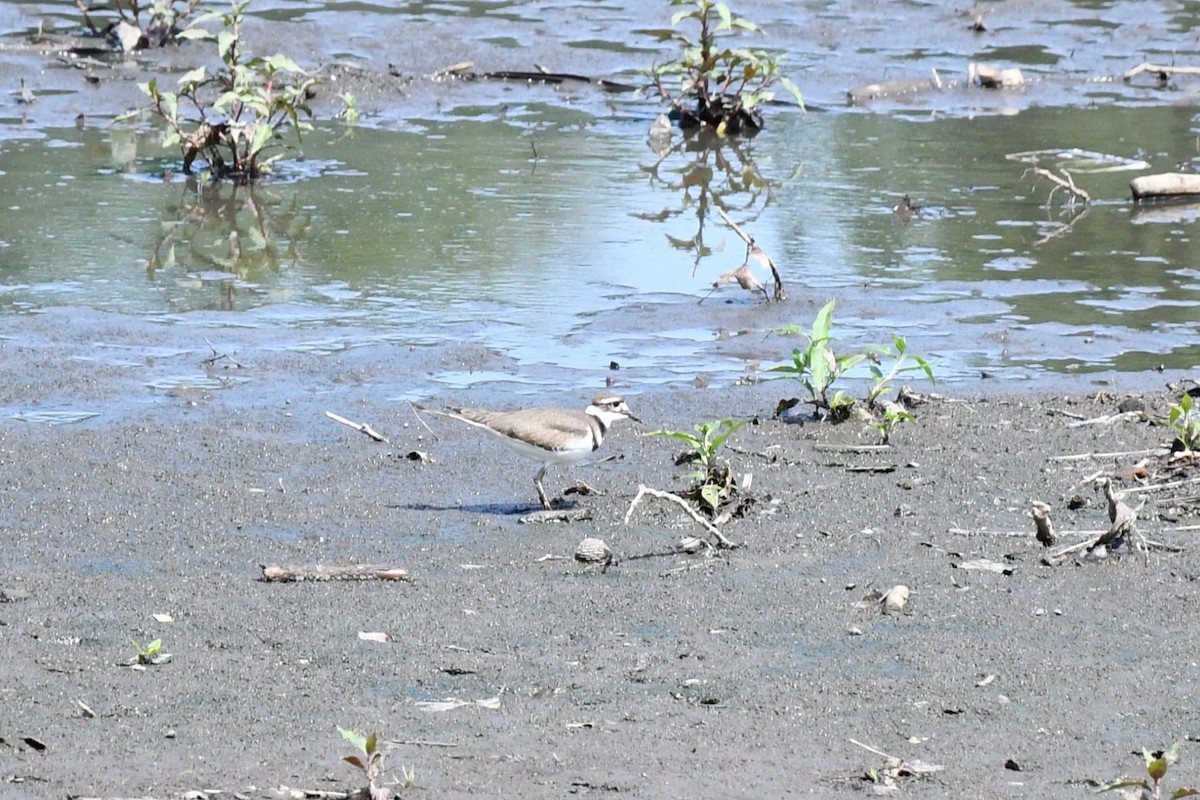 Killdeer - ML459788911