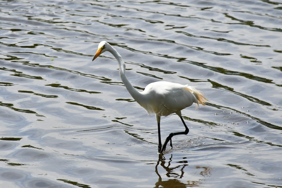 Great Egret - ML459789051