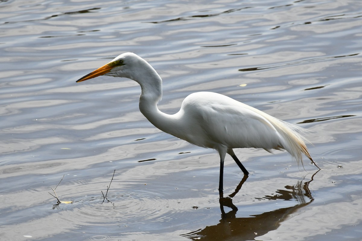 Great Egret - ML459789081