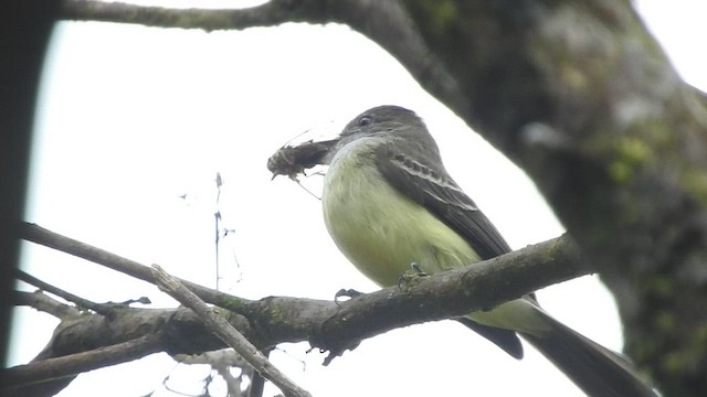 Pale-edged Flycatcher - ML459789201