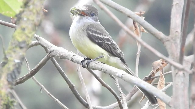 Pale-edged Flycatcher - ML459789321