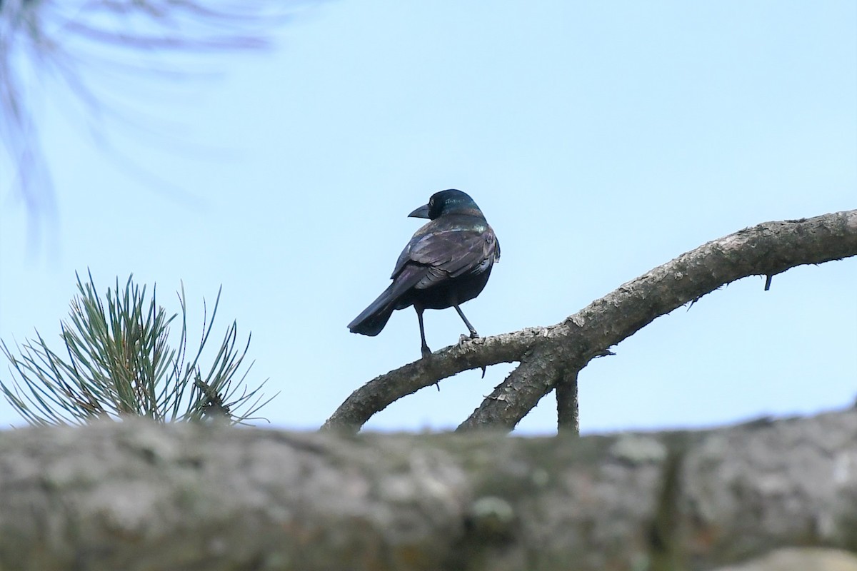 Common Grackle - ML459789471