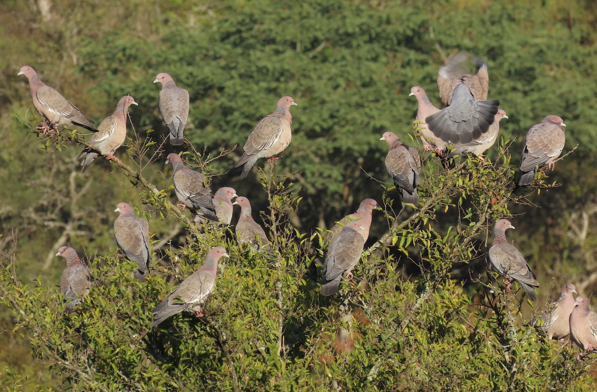 Picazuro Pigeon - ML459792111