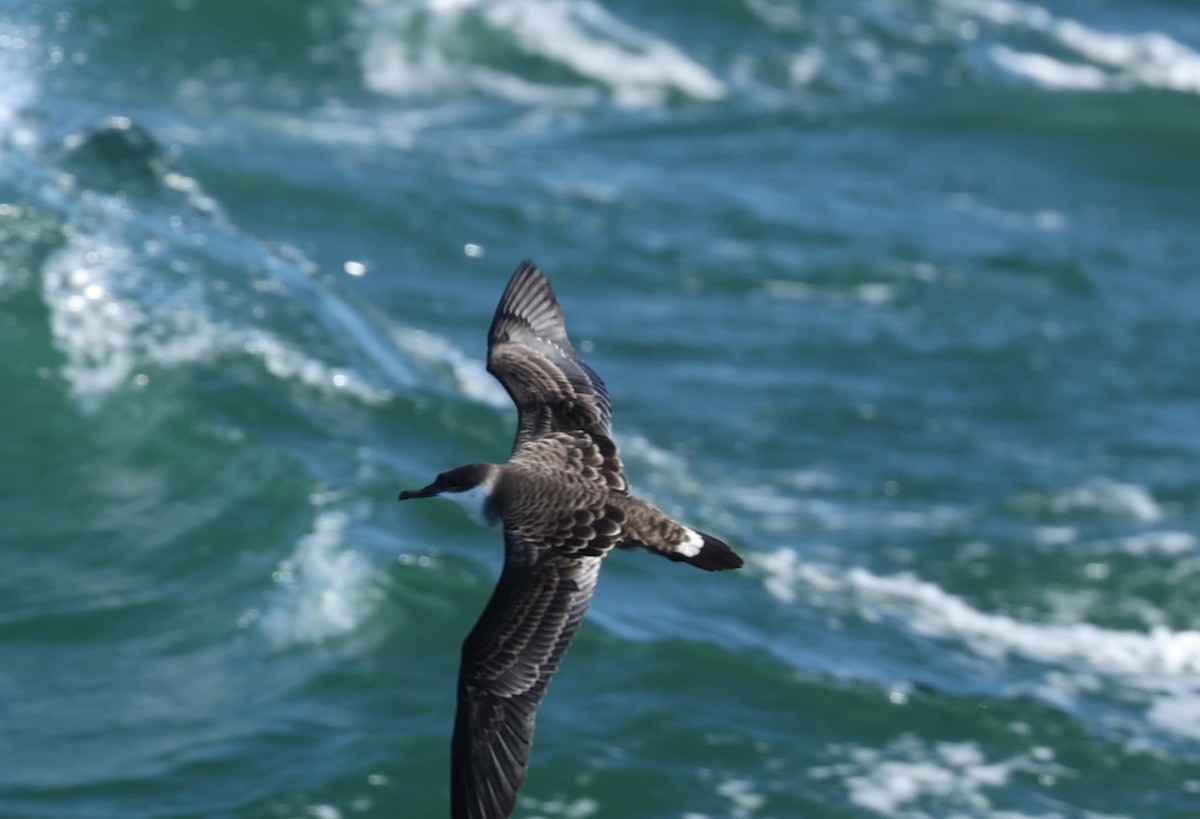 Great Shearwater - ML459792351