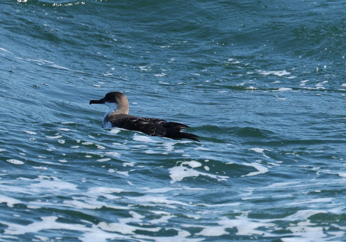 Great Shearwater - ML459792371