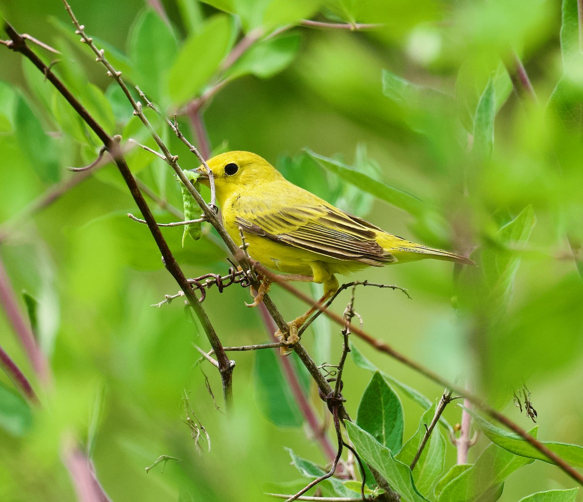 Yellow Warbler - ML459792481