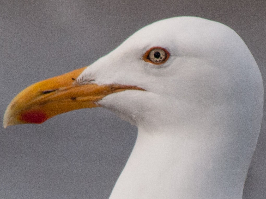 Herring Gull - ML459792631