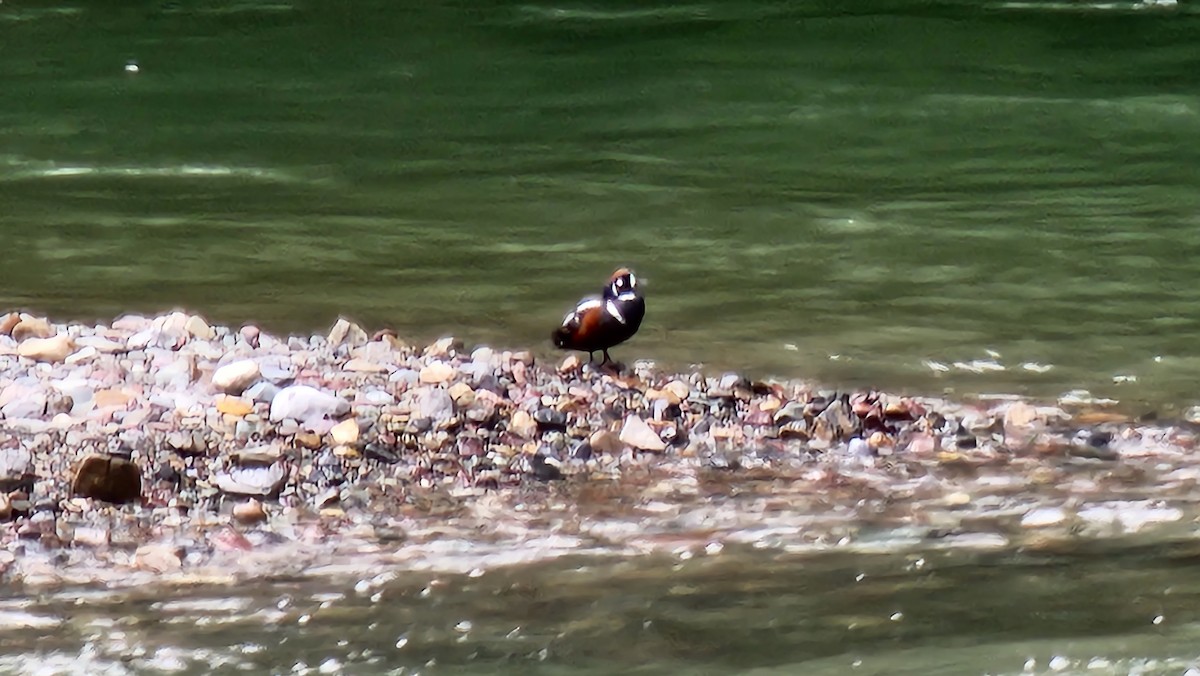 Harlequin Duck - ML459792791