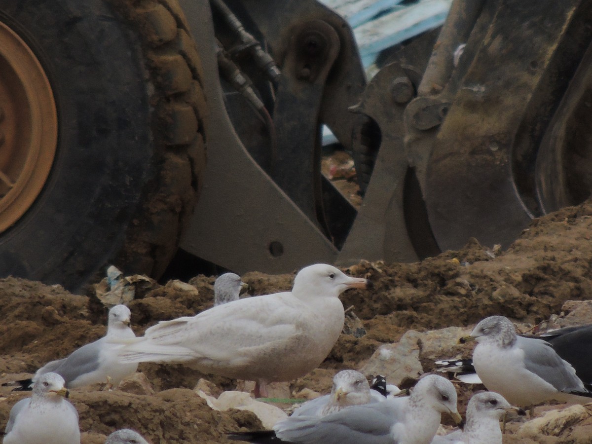 Glaucous Gull - ML45979281