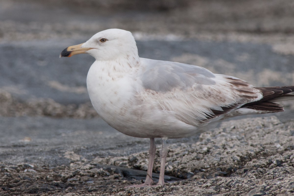 Herring Gull - Wayne Lattuca