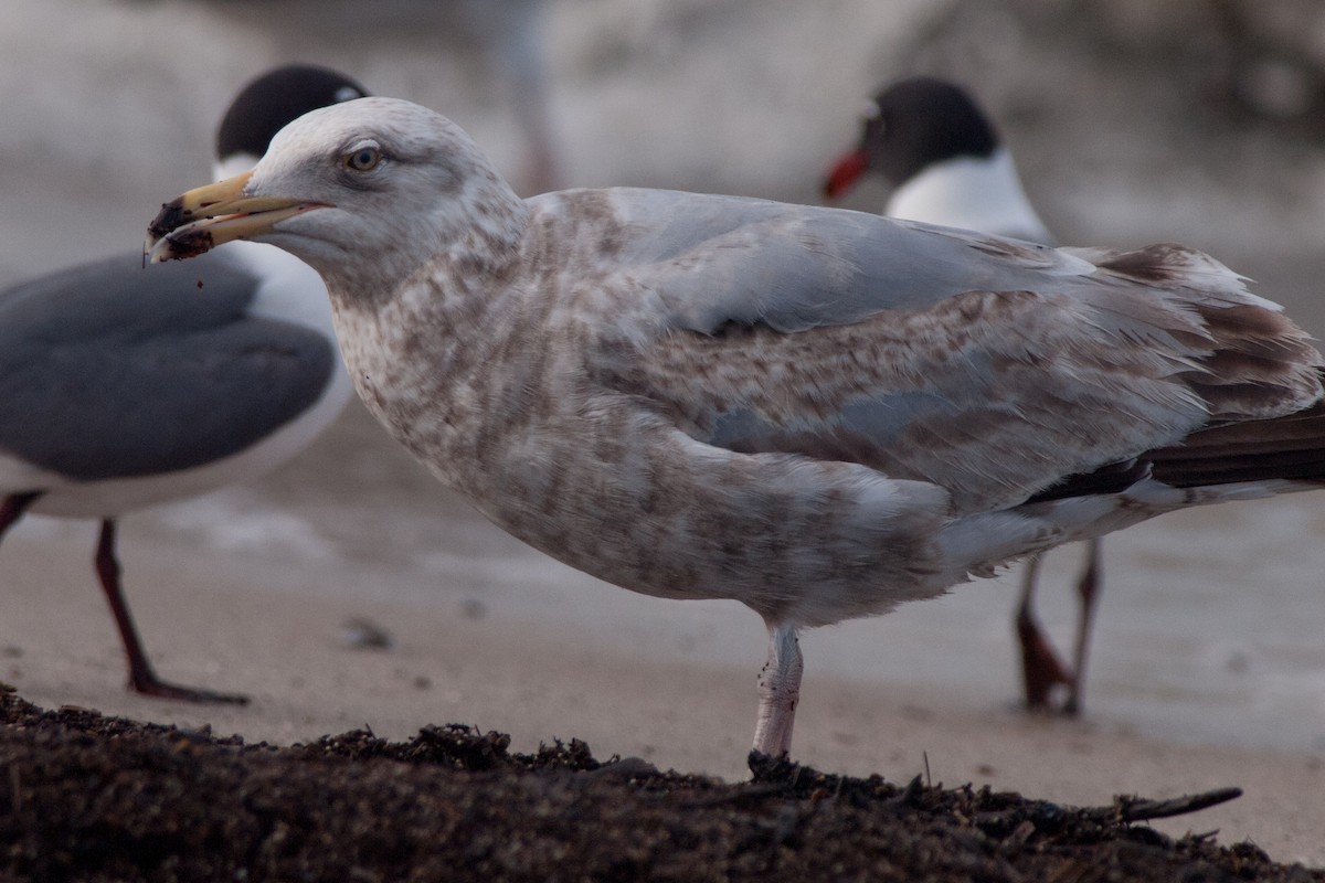 Herring Gull - Wayne Lattuca