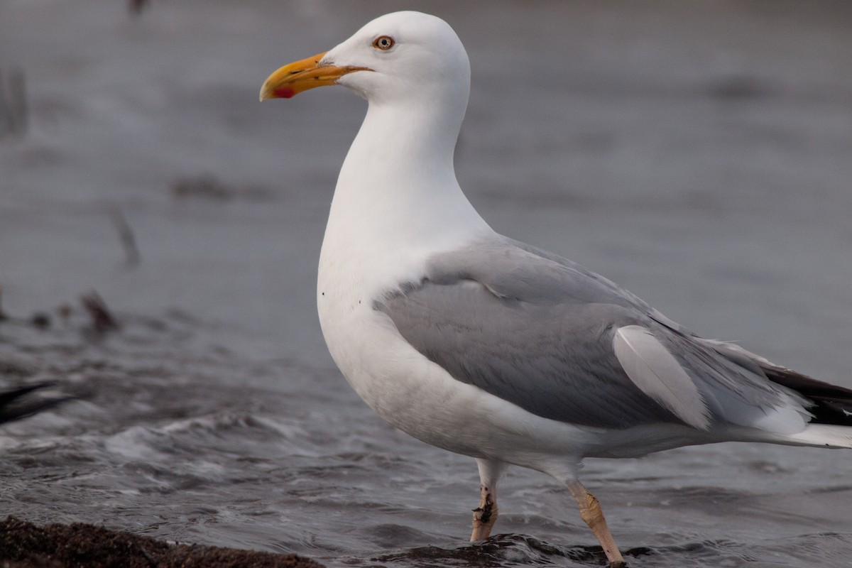 Herring Gull - ML459792951