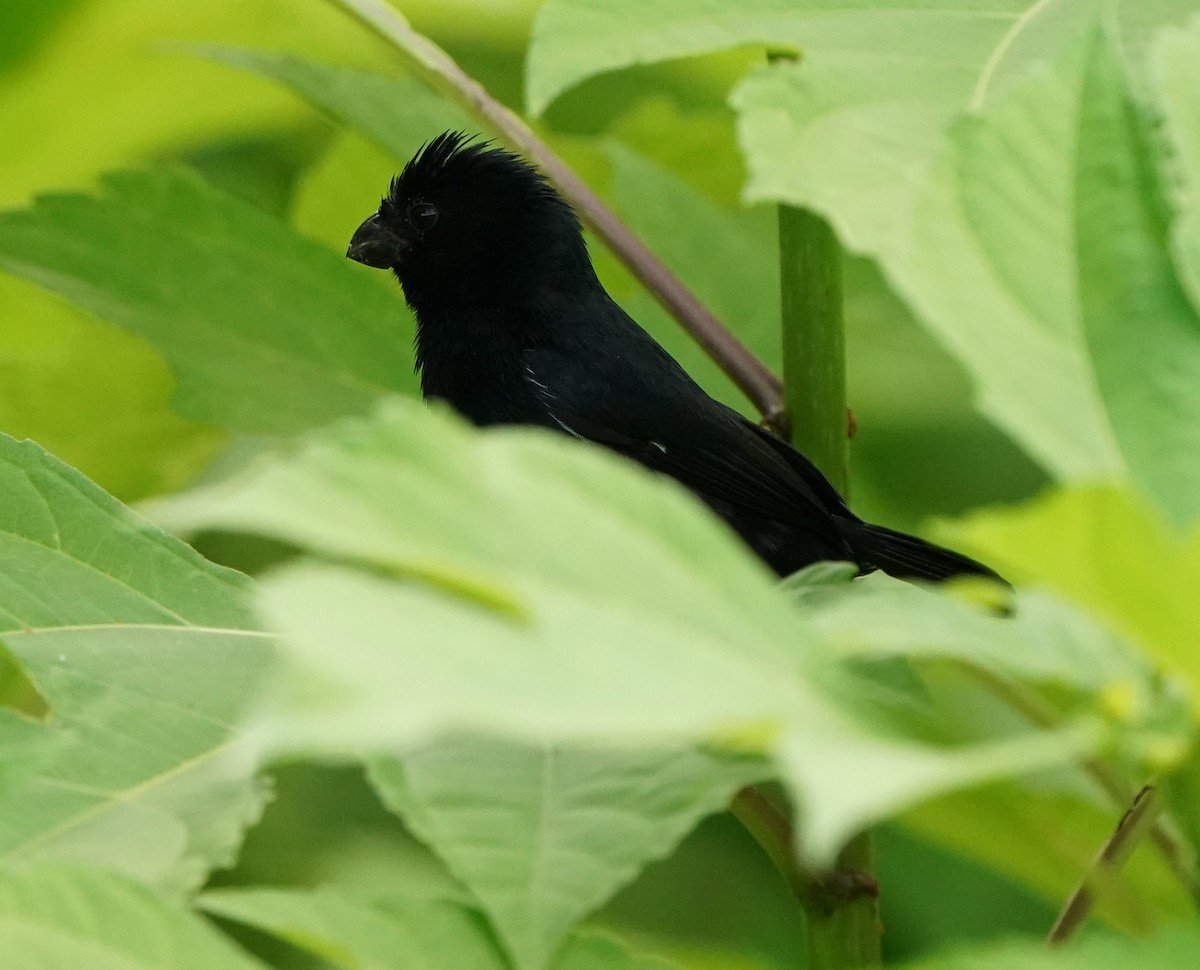 Variable Seedeater - ML459793351