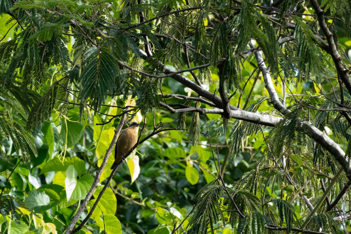 Fawn-breasted Tanager - Silvio Montani