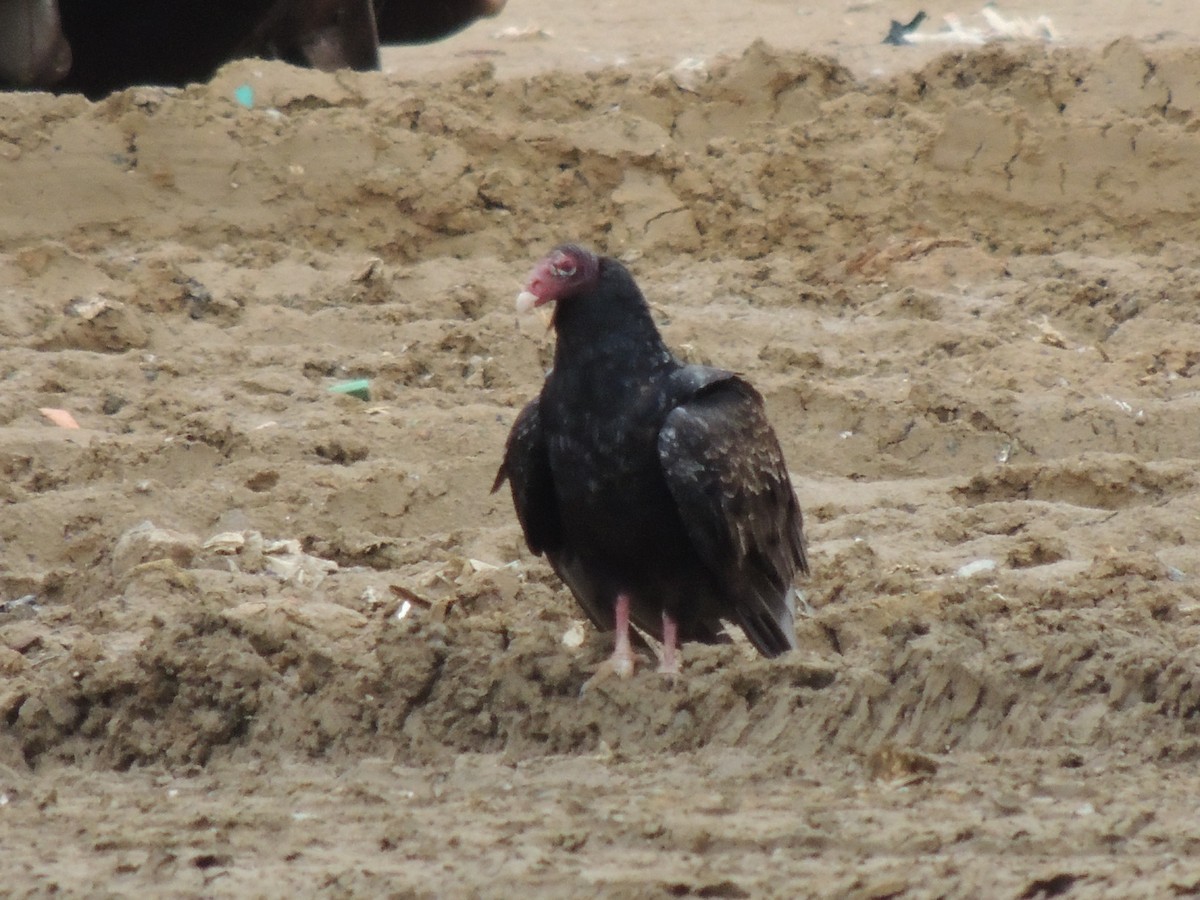 Turkey Vulture - ML45979641